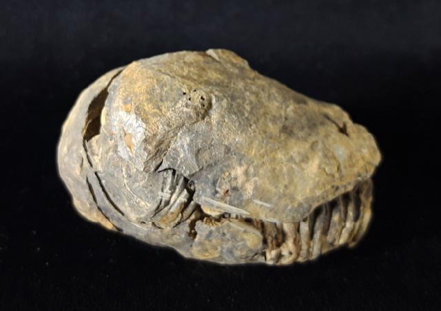 Flexicalymene ouzregi (DESTOMBES 1966) - Bild © FossNet FossilienStore